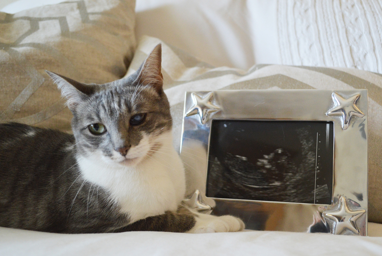 Road-to-Baby-Miscarriage-and-recovery-pregnant-cat-wtih-ultrasound Road to Baby.