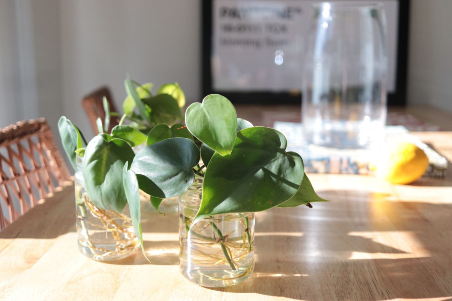 pothos-1440x960 Artistic Ways to Create a Peaceful Home