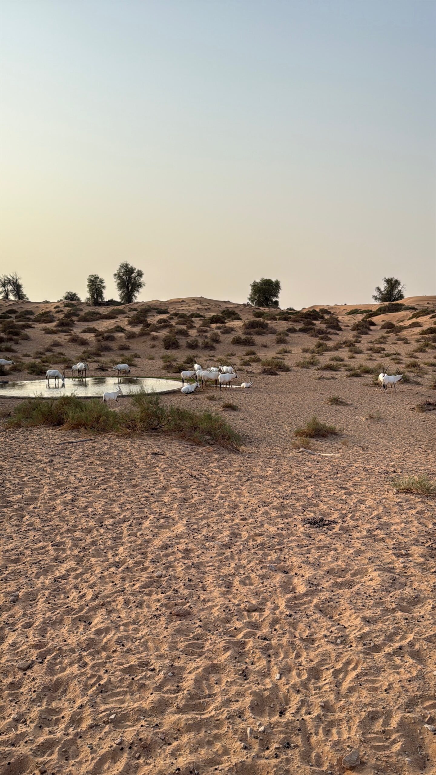 arabian-oryx-dubai-desert-conservation-reserve-1440x2559 The Desert Ended Up Being My Favorite Part of Dubai