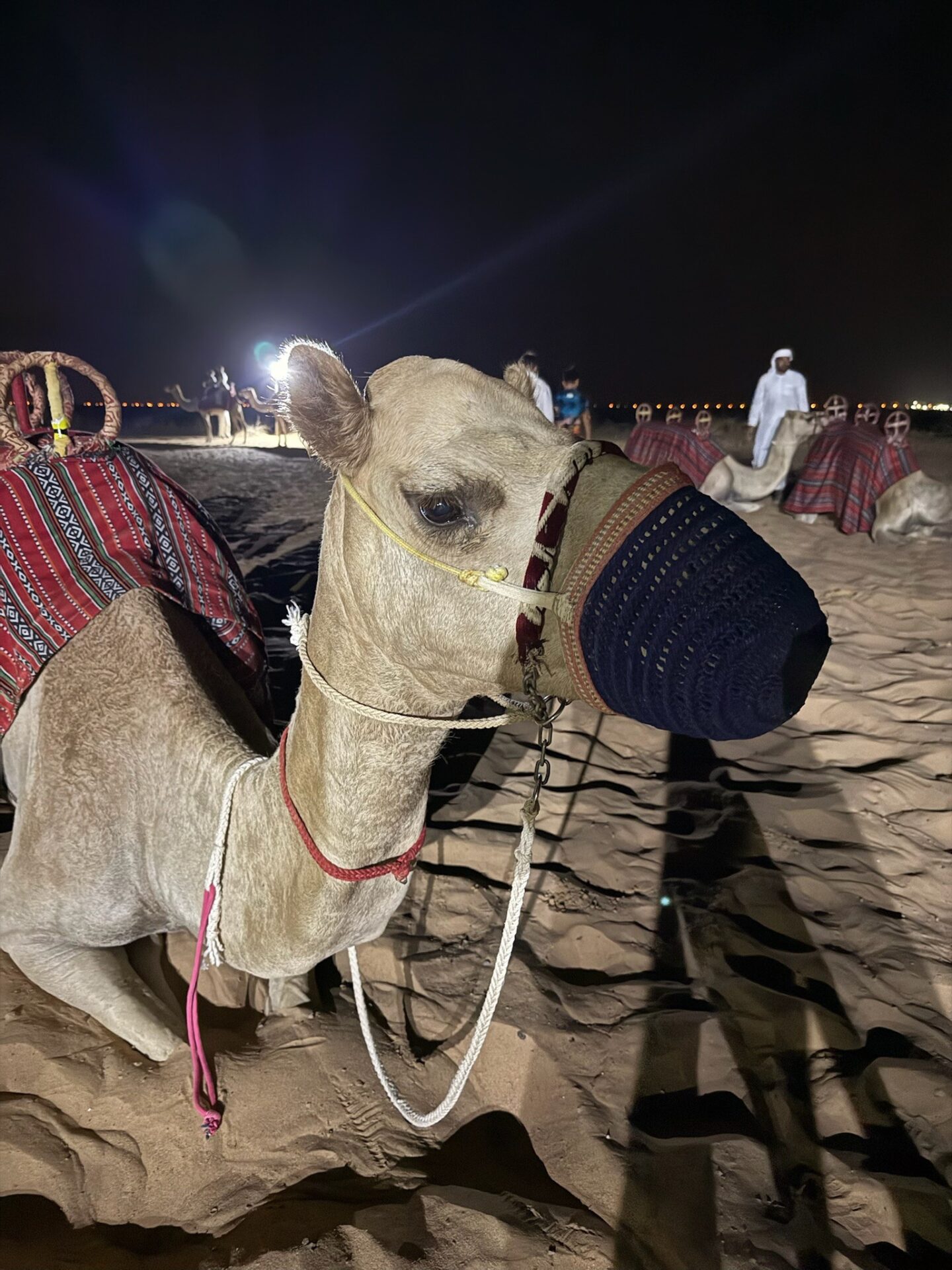 dubai-desert-safari-camel-at-night-1440x1920 The Desert Ended Up Being My Favorite Part of Dubai