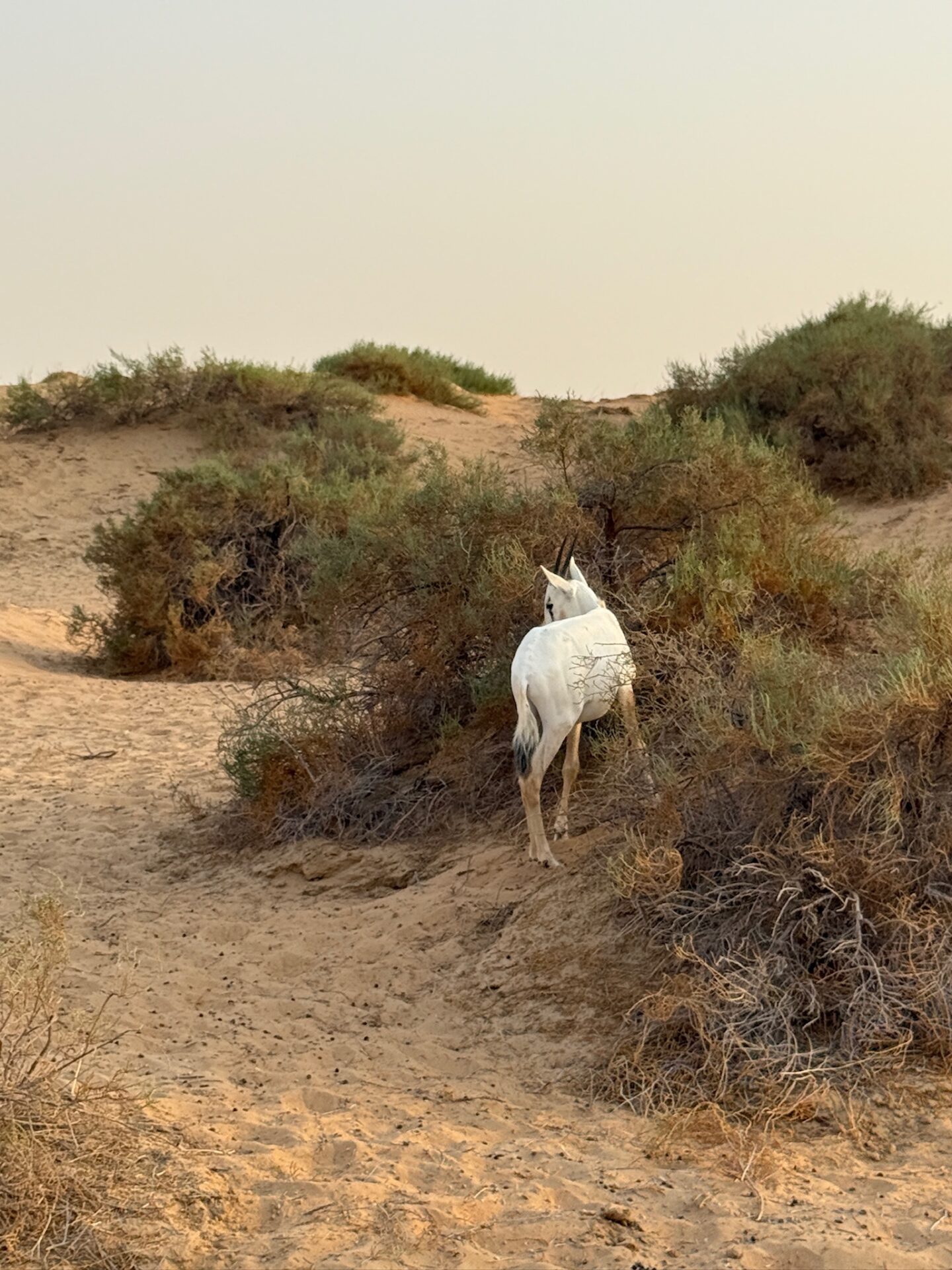 oryx-dubai-conservation-reserve-1440x1920 The Desert Ended Up Being My Favorite Part of Dubai